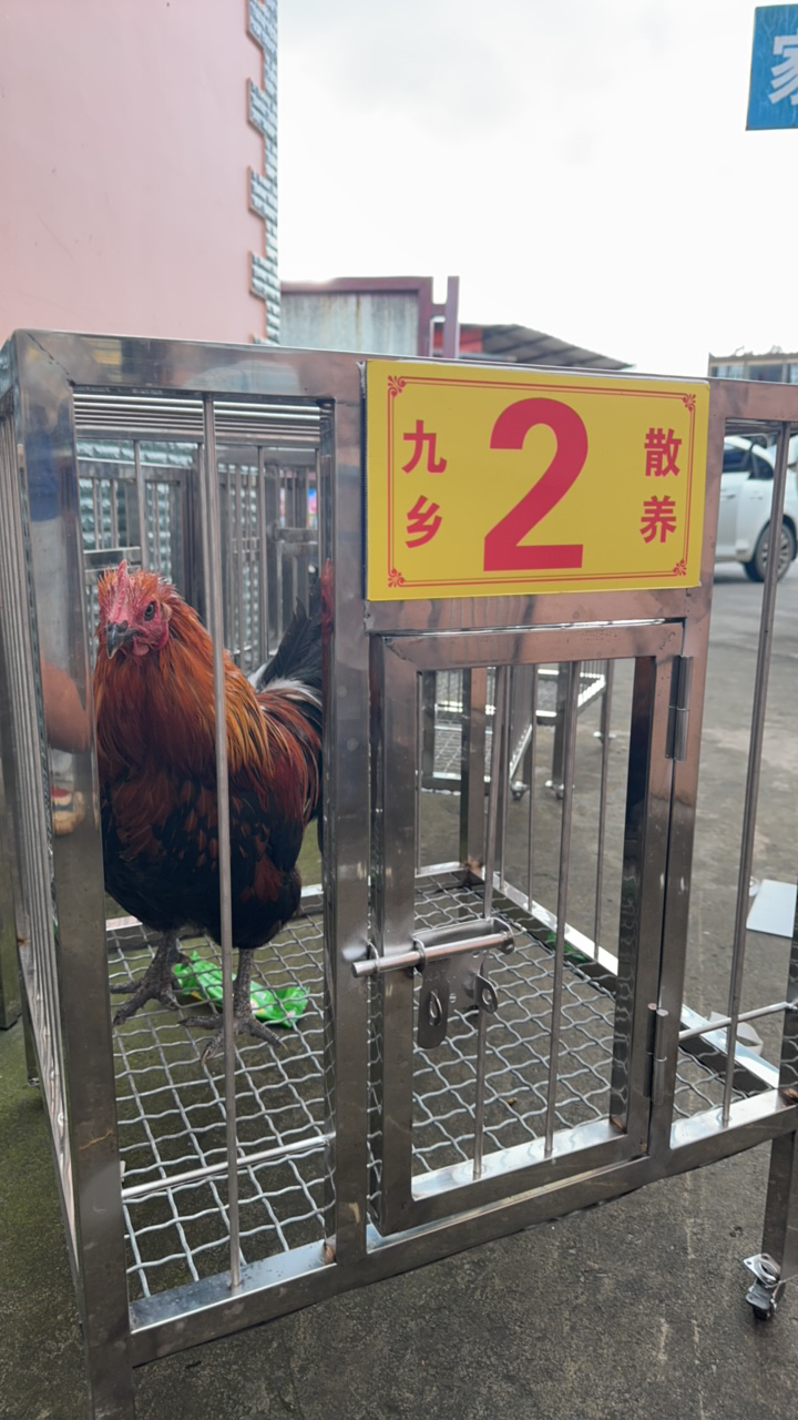 九乡林下散养土鸡