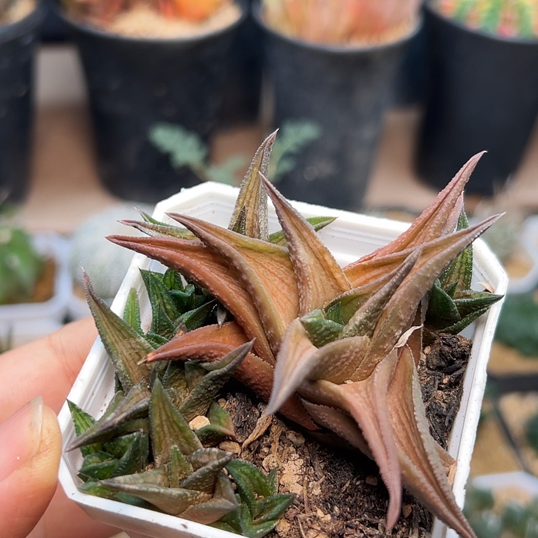 沙丘城一颗一颗一颗