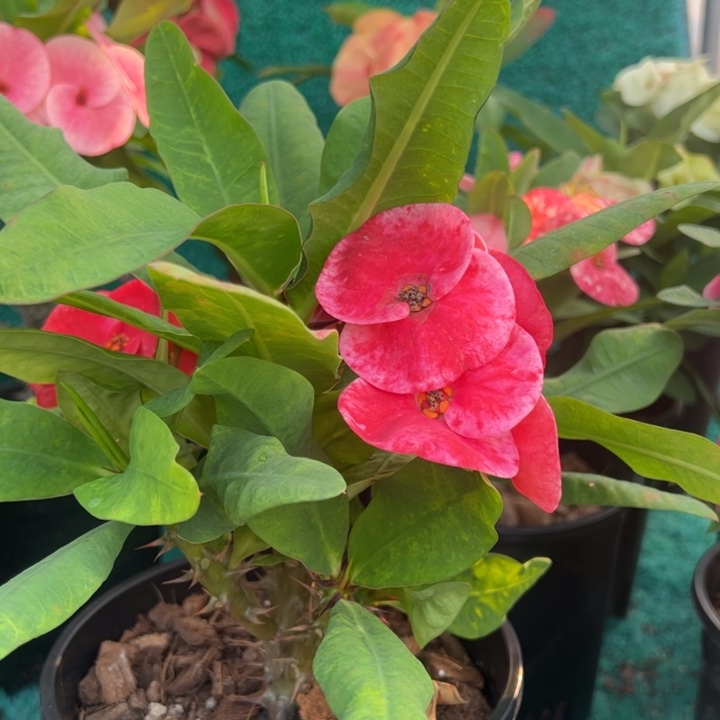 泰品扦插一物一拍