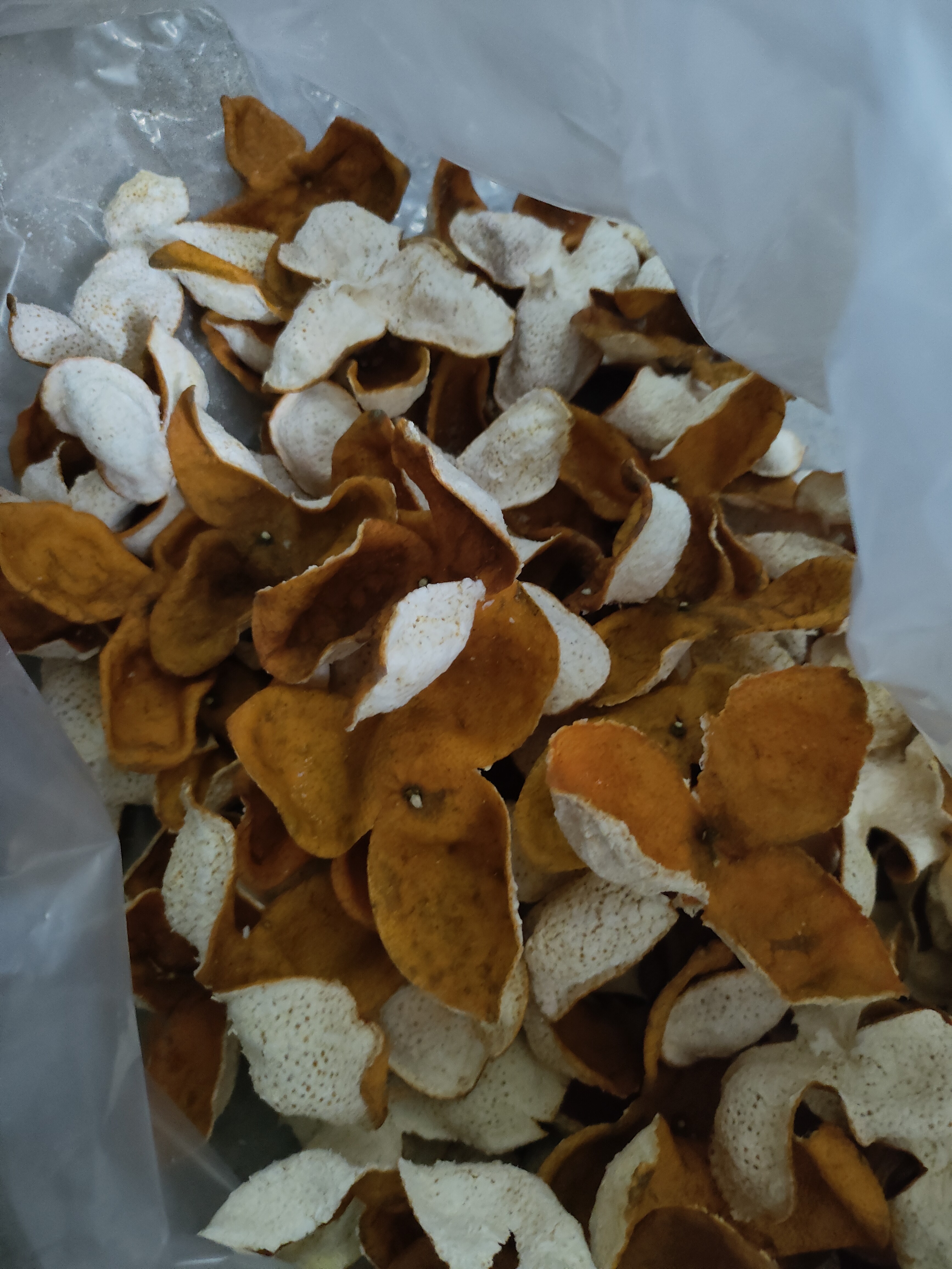 2025年老树中小皮