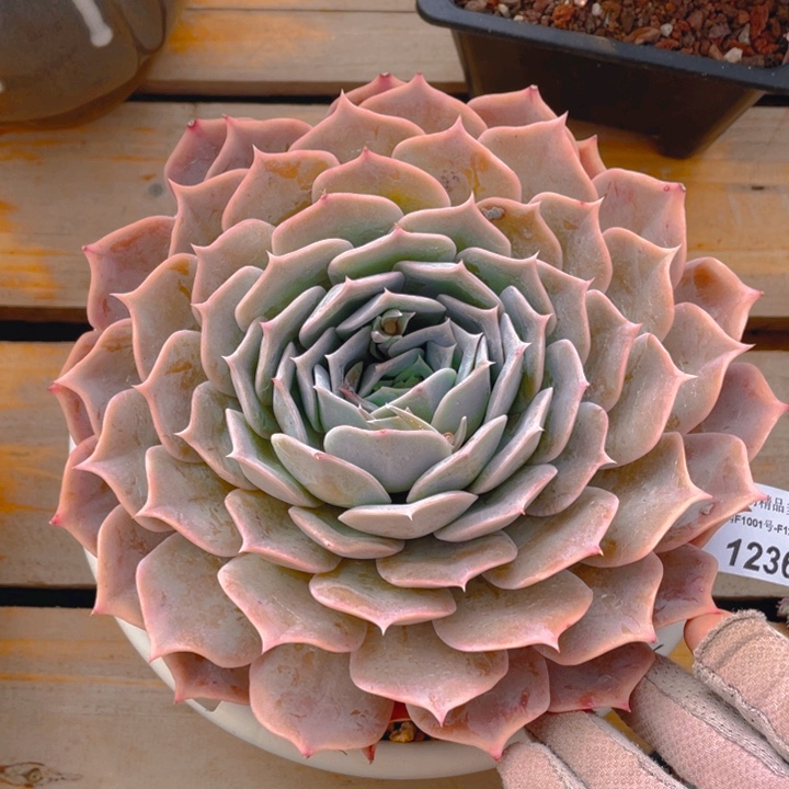 谢谢你的支持00000001246