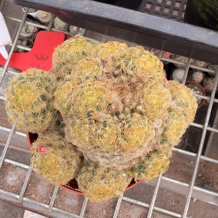 实生大明星群10仙人球