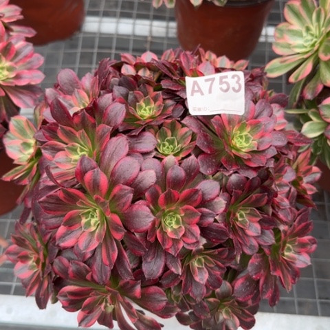 753安娜25厘米左右