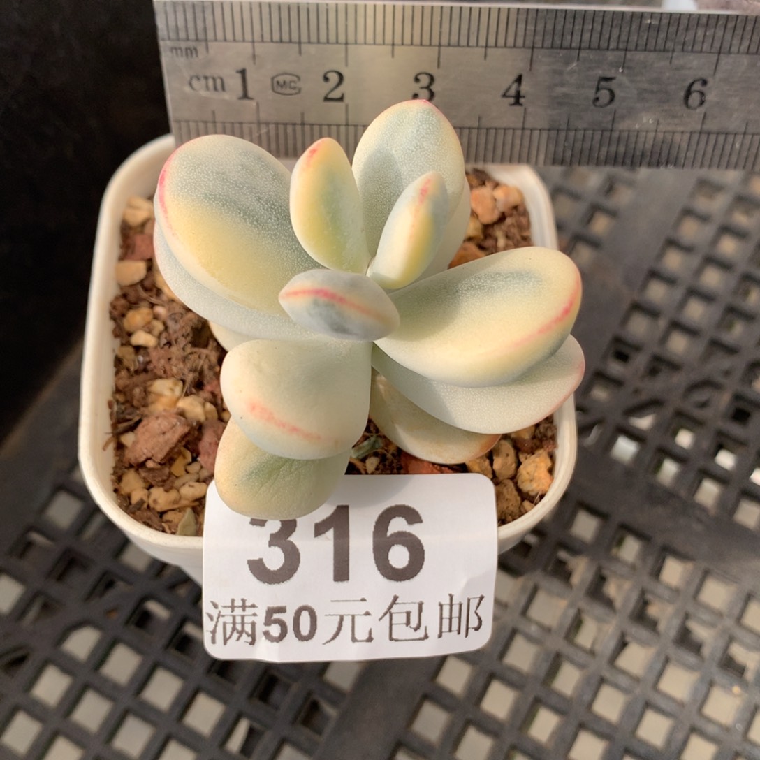 316。乒乓福娘锦。圆滚滚。