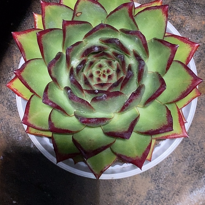 大***亮福利大漏16           