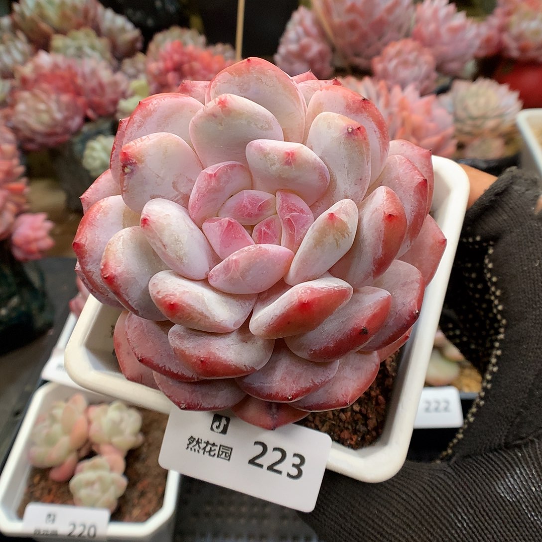 223糖心雪天使多肉植物666