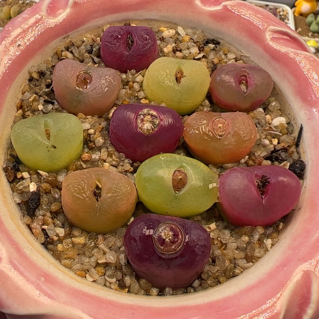 456多肉植物百科