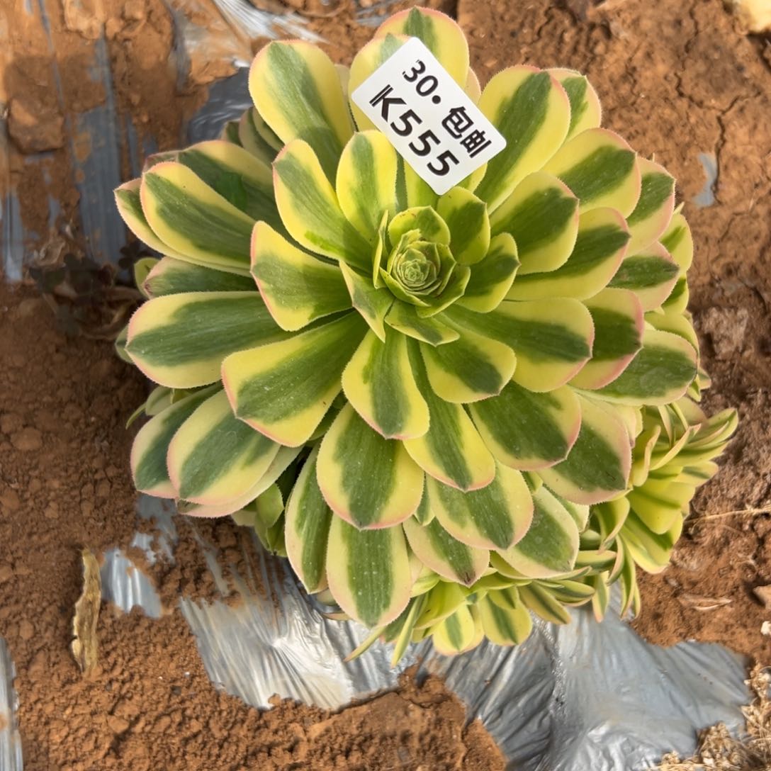 555金丝翡翠满20包邮