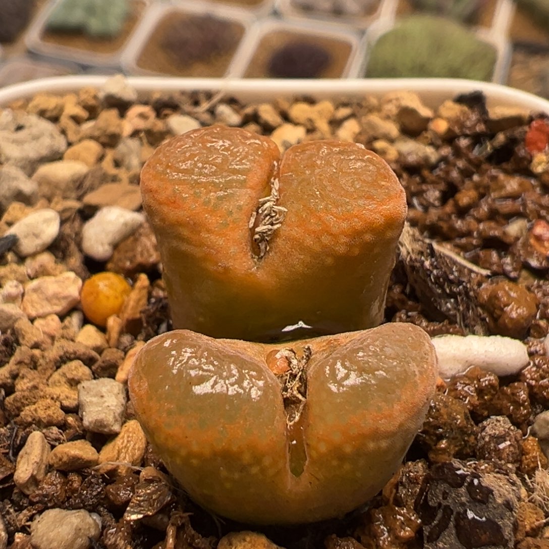 507多肉植物百科植物