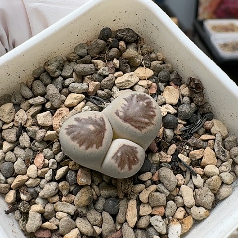 3335，菊红窗带奔特价脱土规划