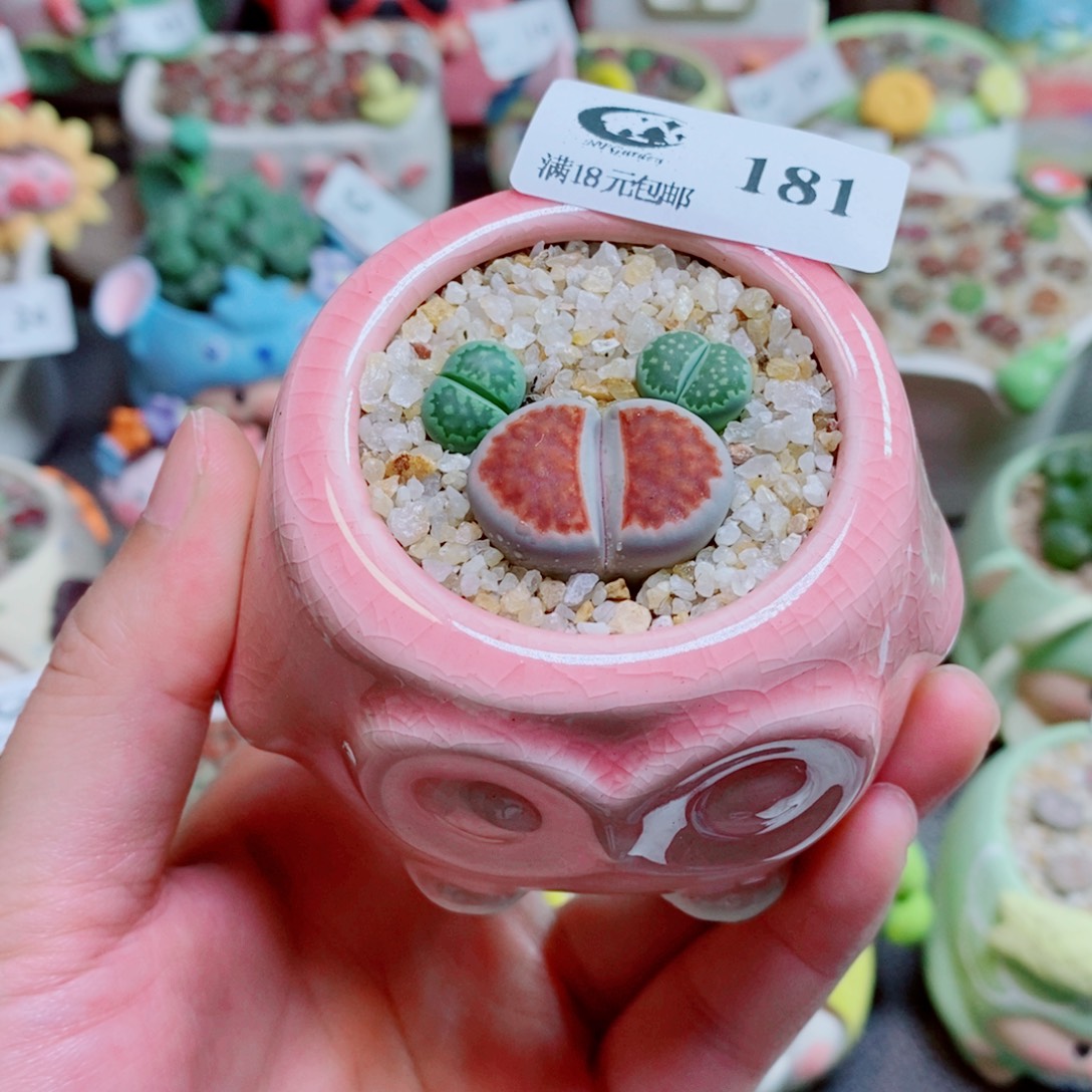 生石花花花花花花181