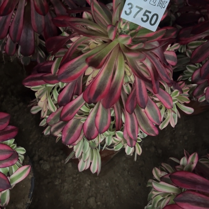 3750南黑同白多肉植物