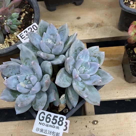 伊丽莎白658 全场默认微瑕7-8天发货