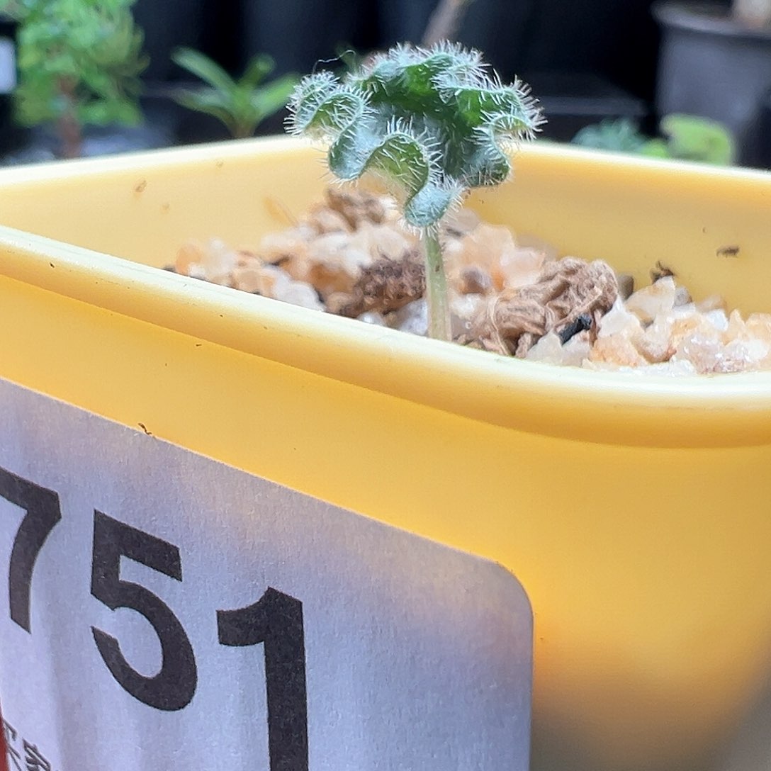 波动雾冰玉带盆发货