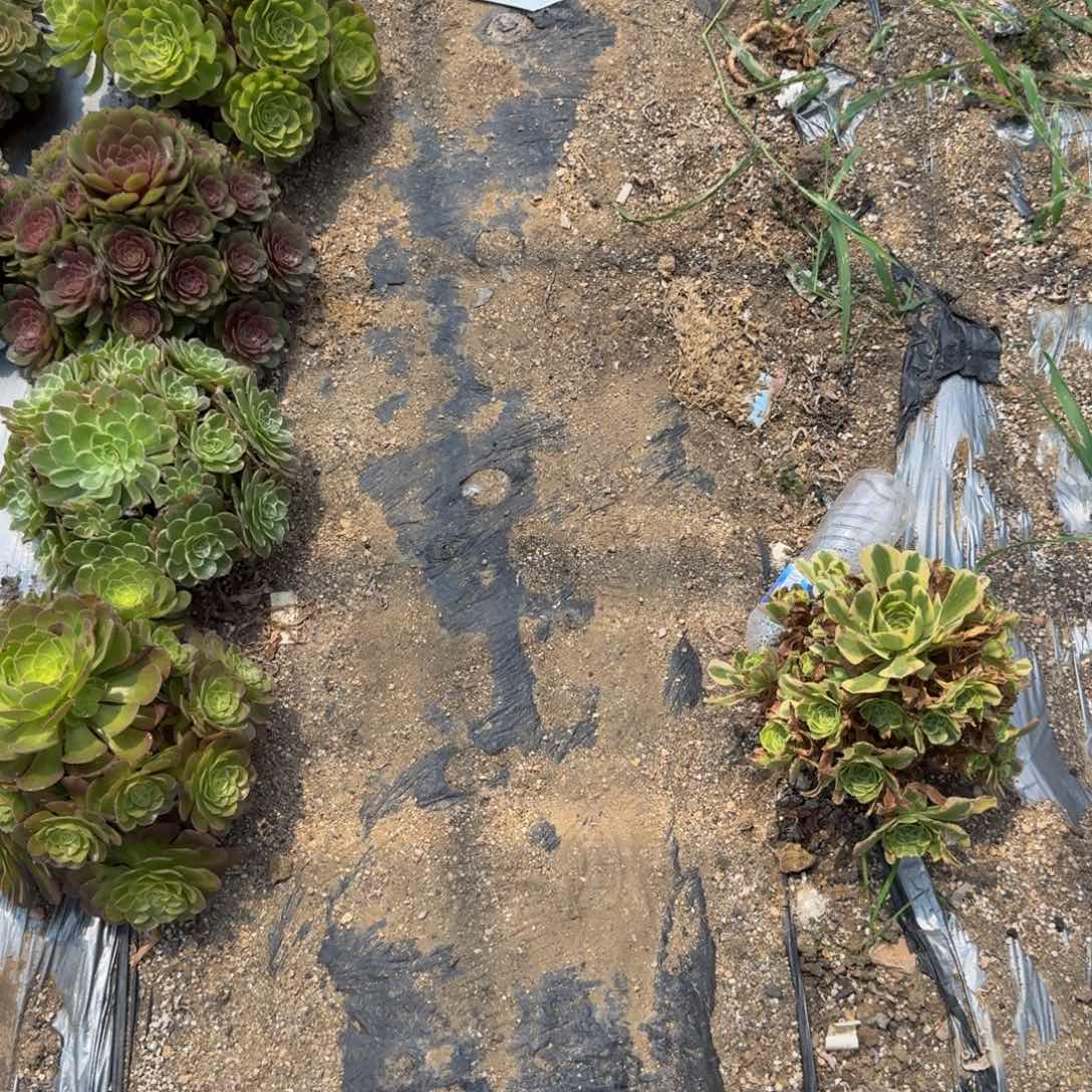 小***光桃花石上白盆 多肉植物