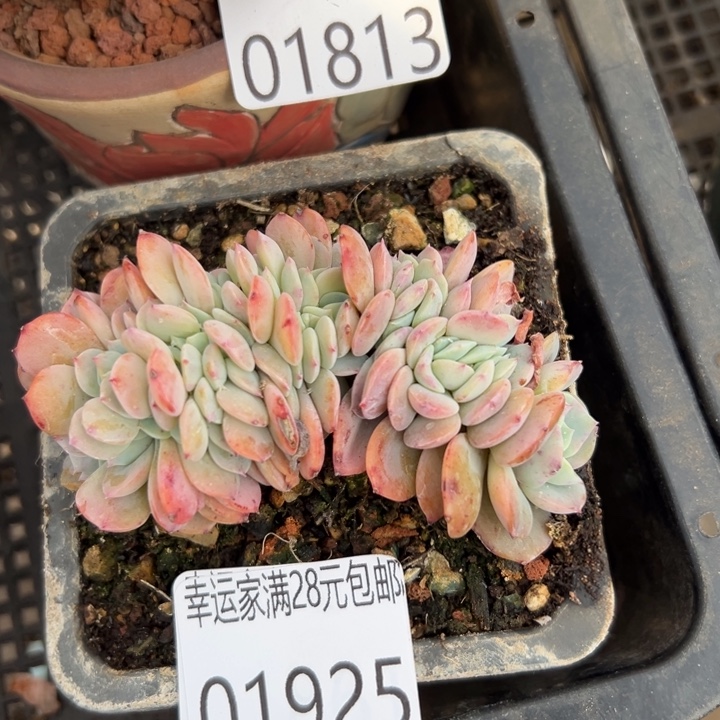 幸运儿是一位非常优秀