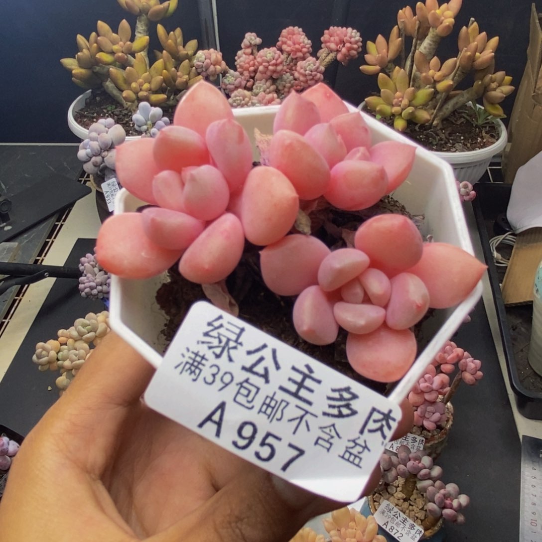 957粉桃花多肉6c m