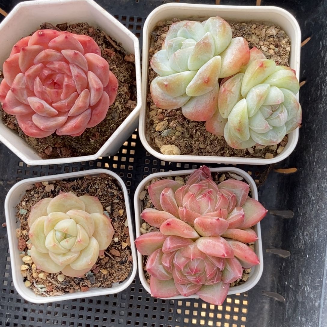 东篱下多肉哈哈哈特价狂拍