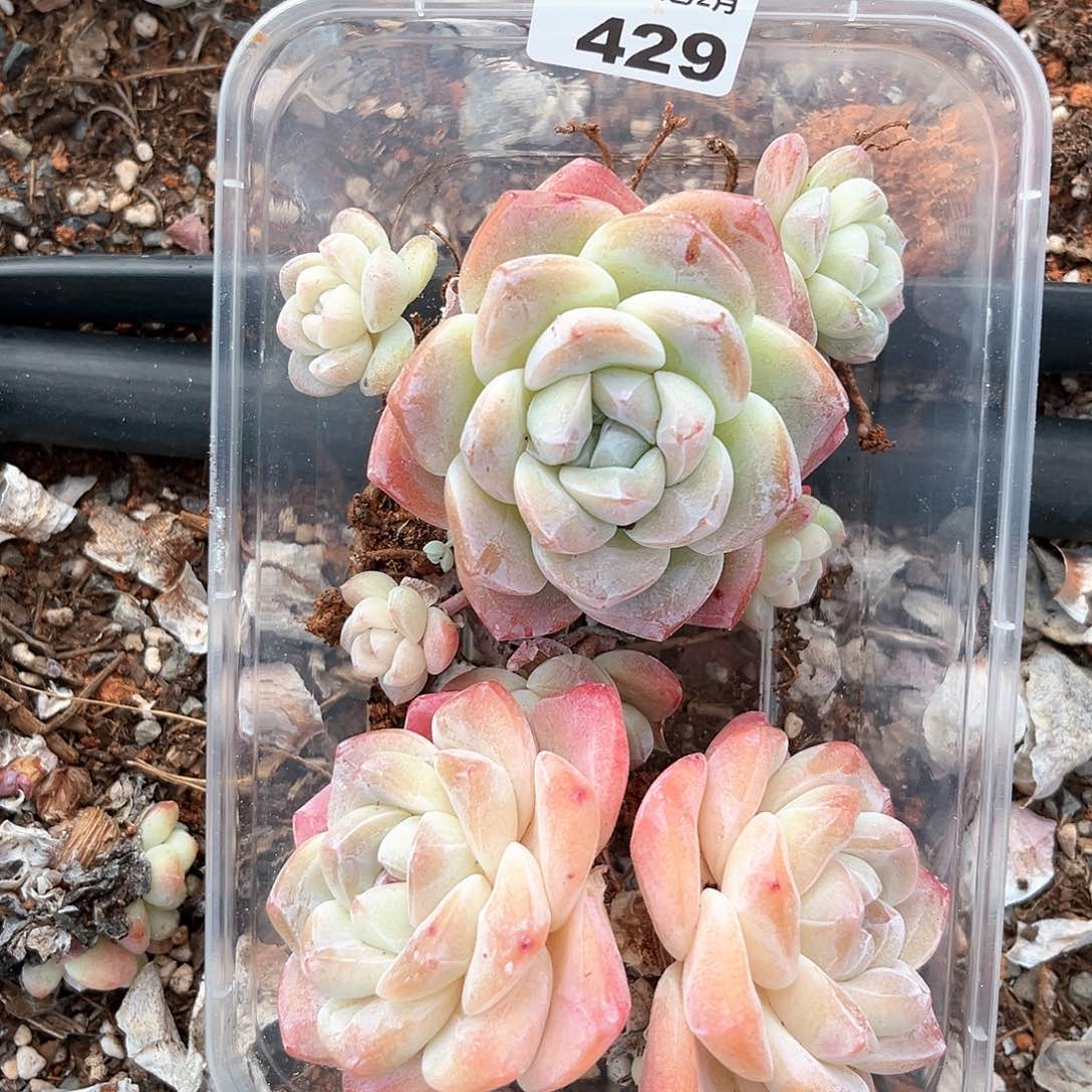 阿雅园艺。       429不售后