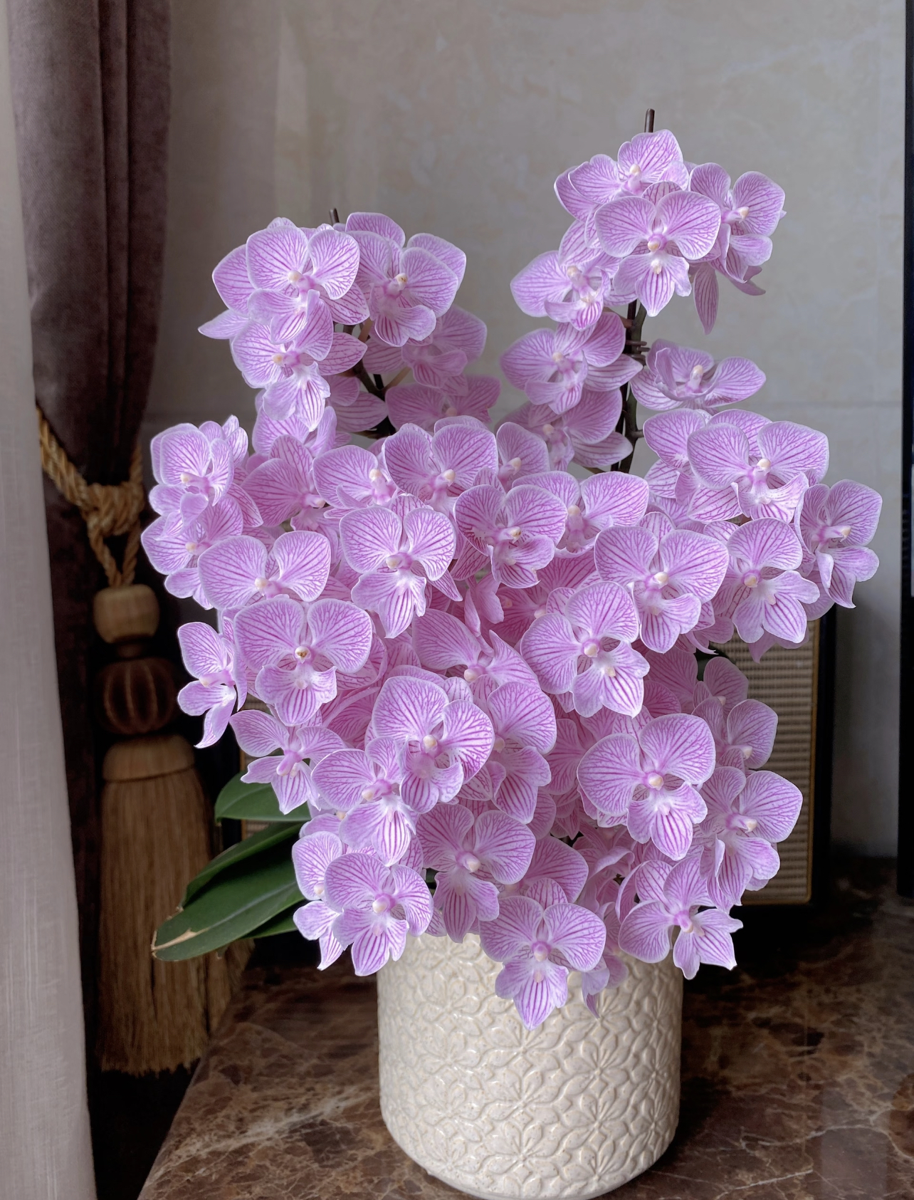 六个花剑以上【樱花】爆花王者 蝴蝶兰抽梗苗带花剑耐养花期7-8个月