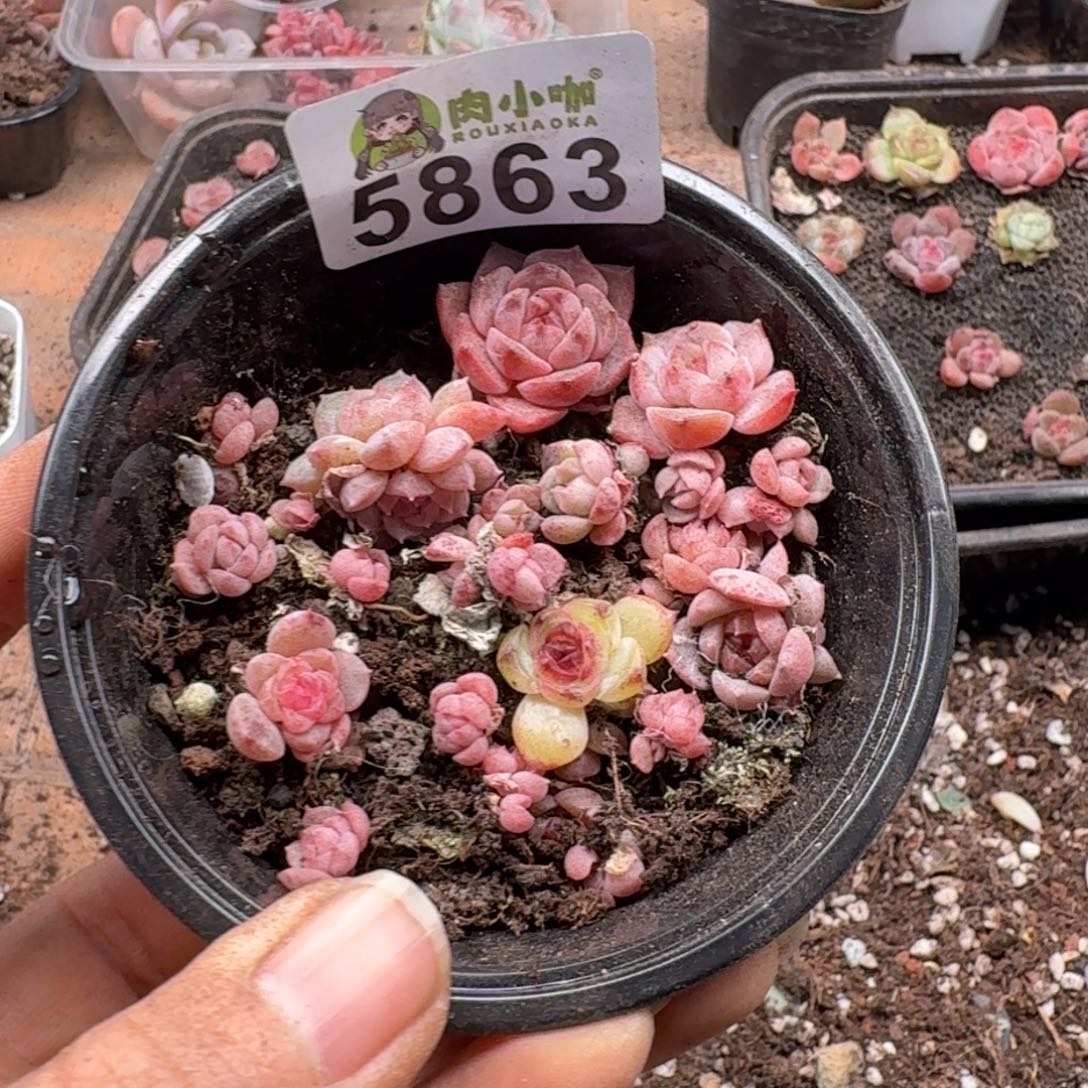 多肉植物多肉植物