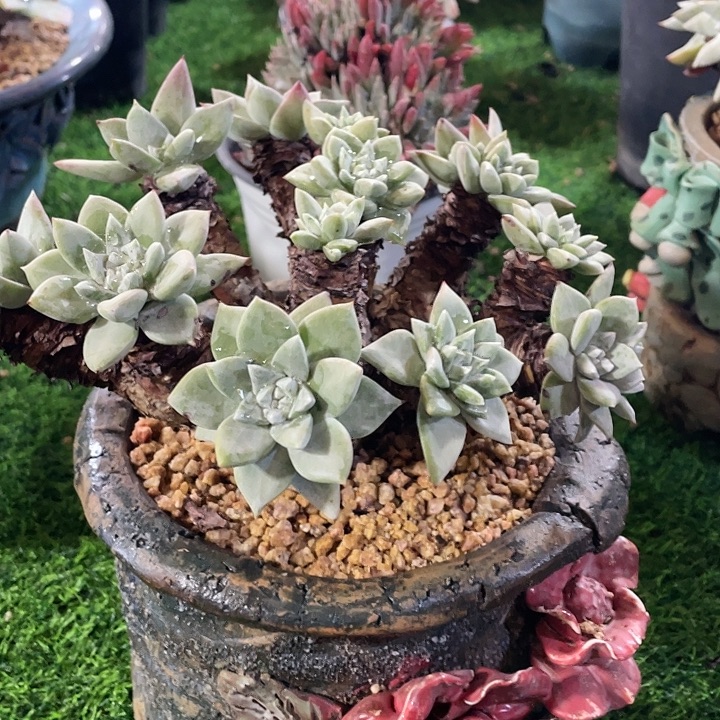 冰***水厚叶玫瑰苹果叶群生