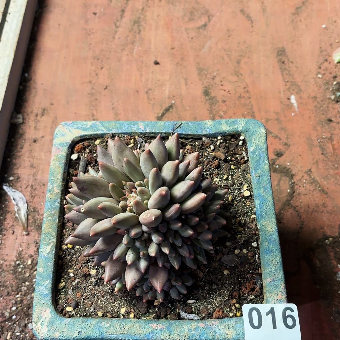 钩子哥3万赞福利专场016