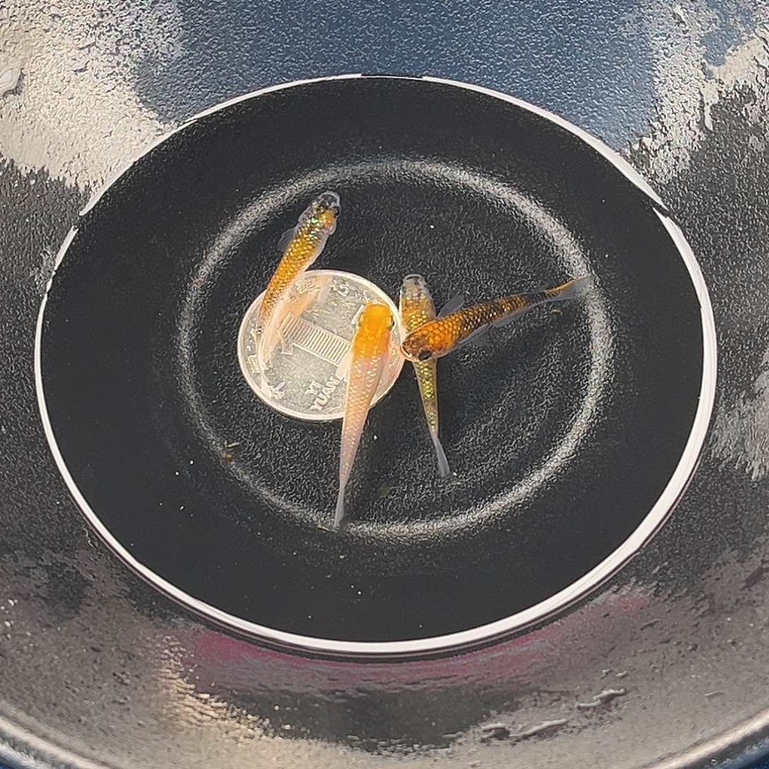 青鳉鱼尤利西斯4条品相自观8号