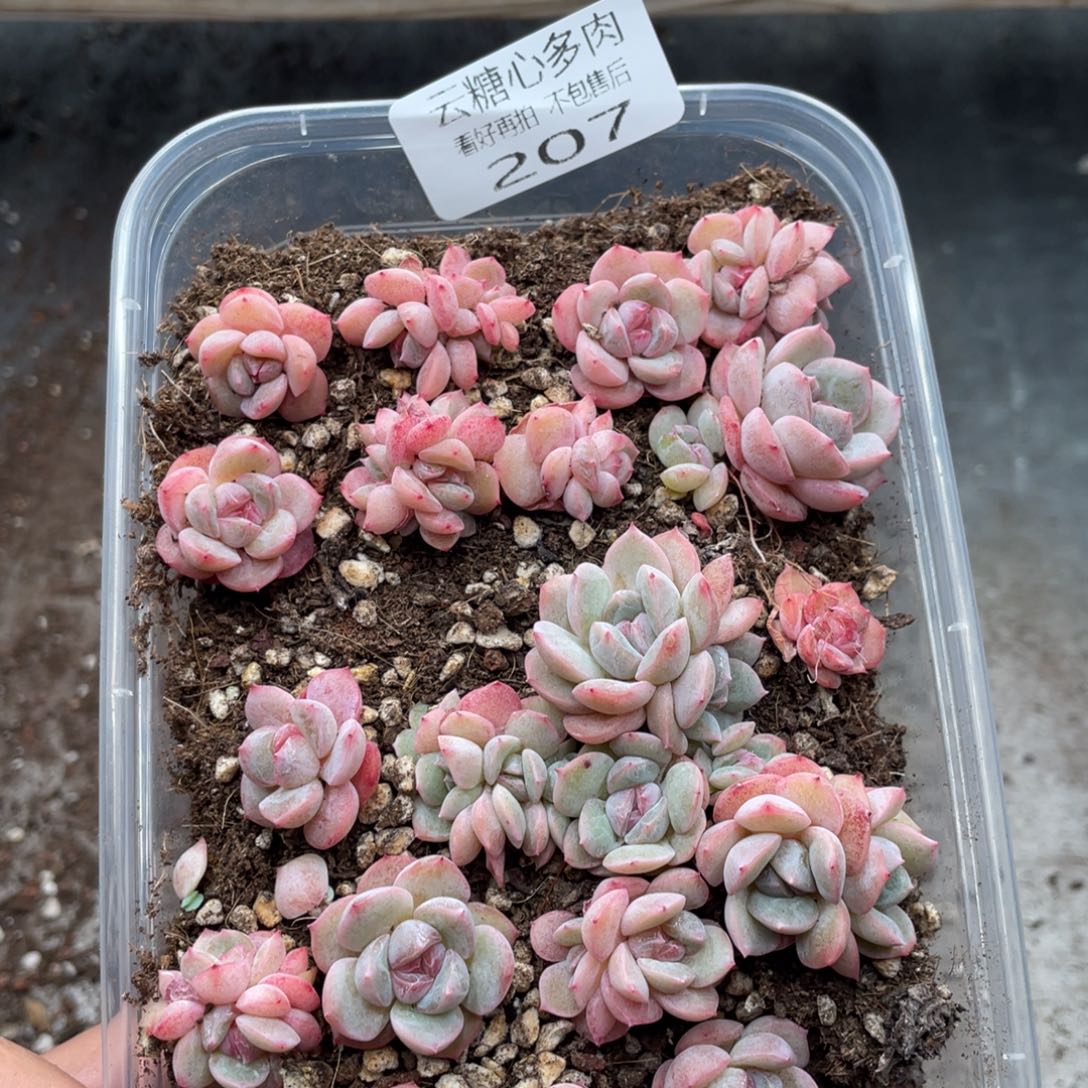 云糖心多肉植物207
