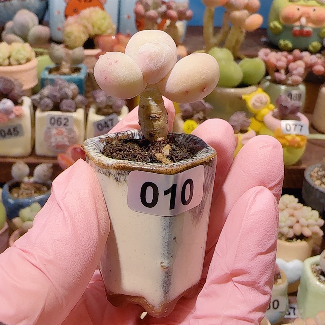 来***莲T蛋黄奶带盆土盆口2.5cm