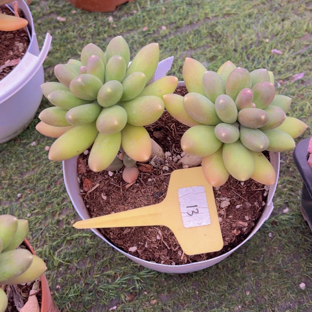 香玉的故事是一个人的故事