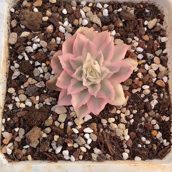 紫蝴蝶锦一物一拍