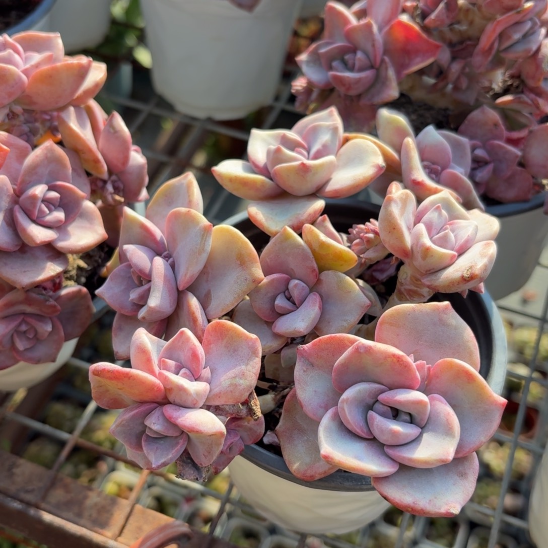 彩虹糖多肉整群11㎝盆