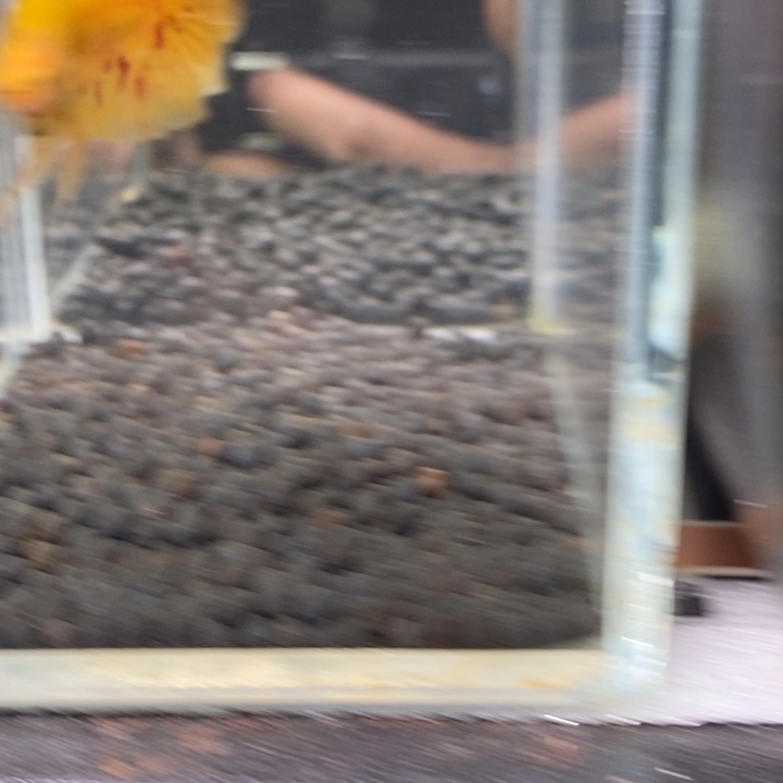 斗鱼泰国斗鱼442号