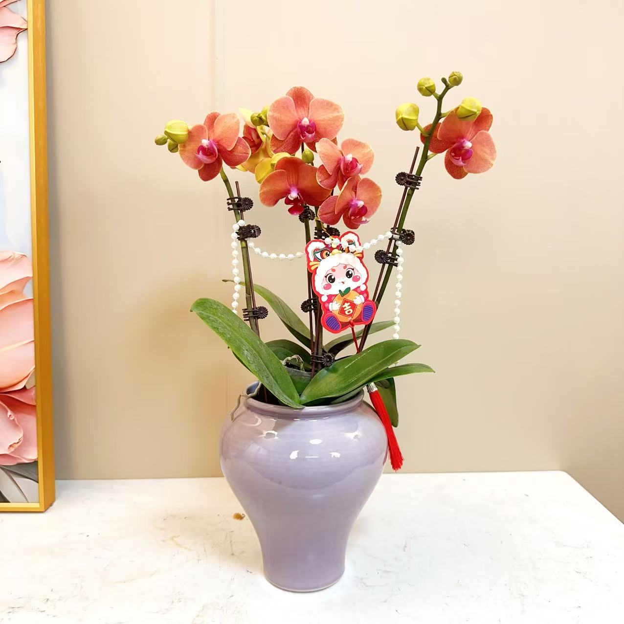 A级【金橘】精品 蝴蝶兰 组盆