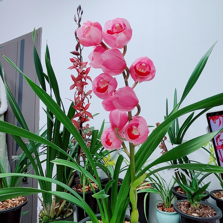 秋榜芭比粉荷龙头子母带花