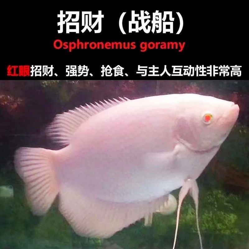 红眼白招财鱼战船大型热带观赏淡水凶猛活体宠物鱼