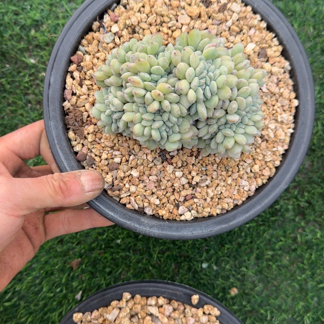 星影缀化无砍多肉