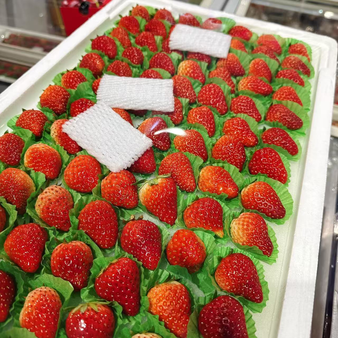 丹东九九草莓 鲜果 中小号 整版枚果子