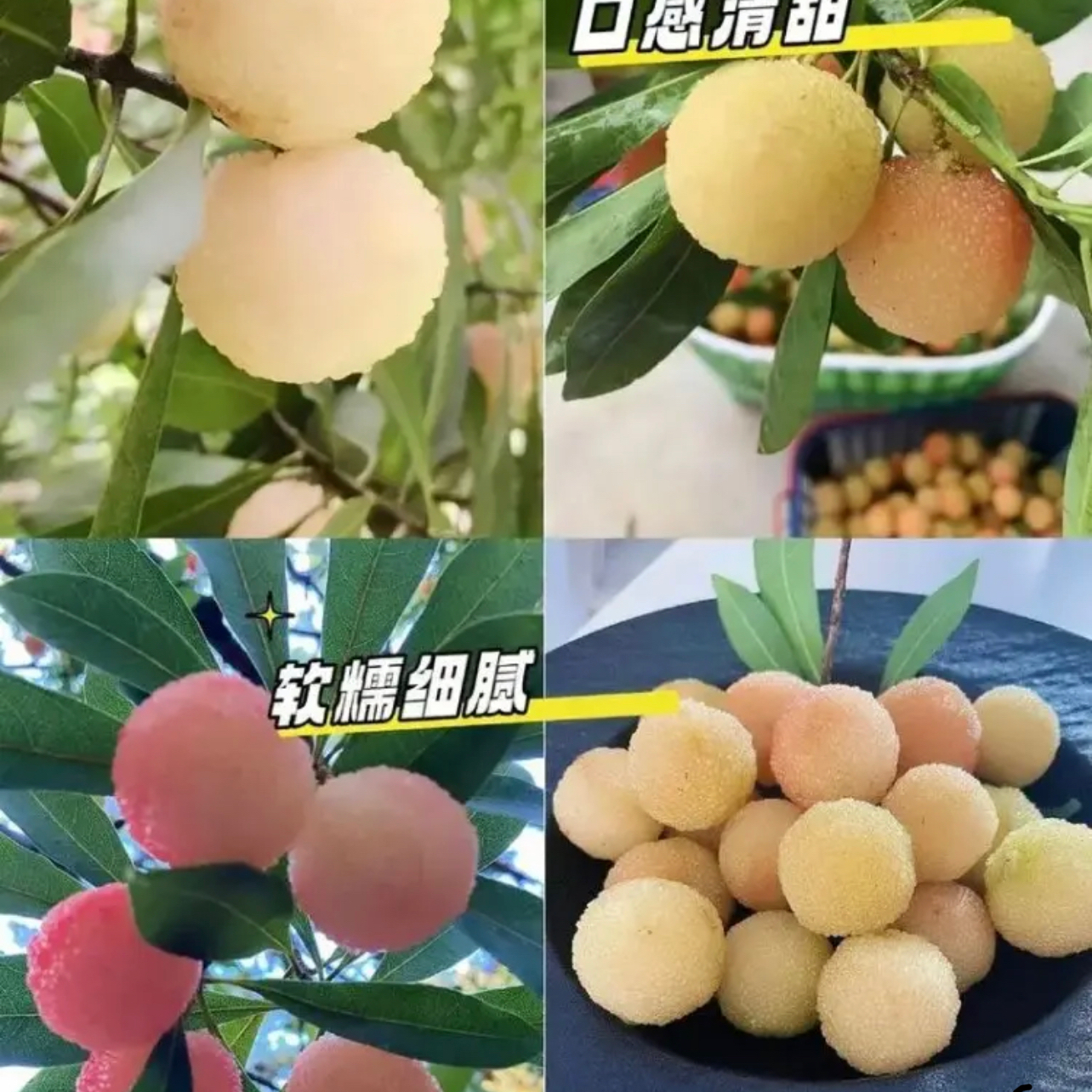 广西白杨梅苗水晶杨梅东魁杨梅黑炭杨梅带土带叶发货