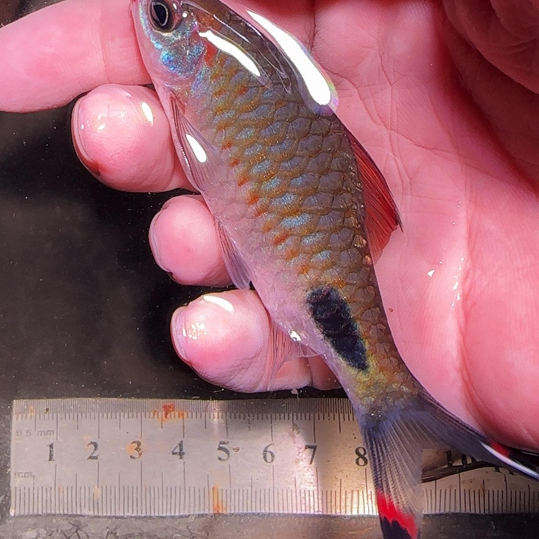 灯科鱼野红线15151515