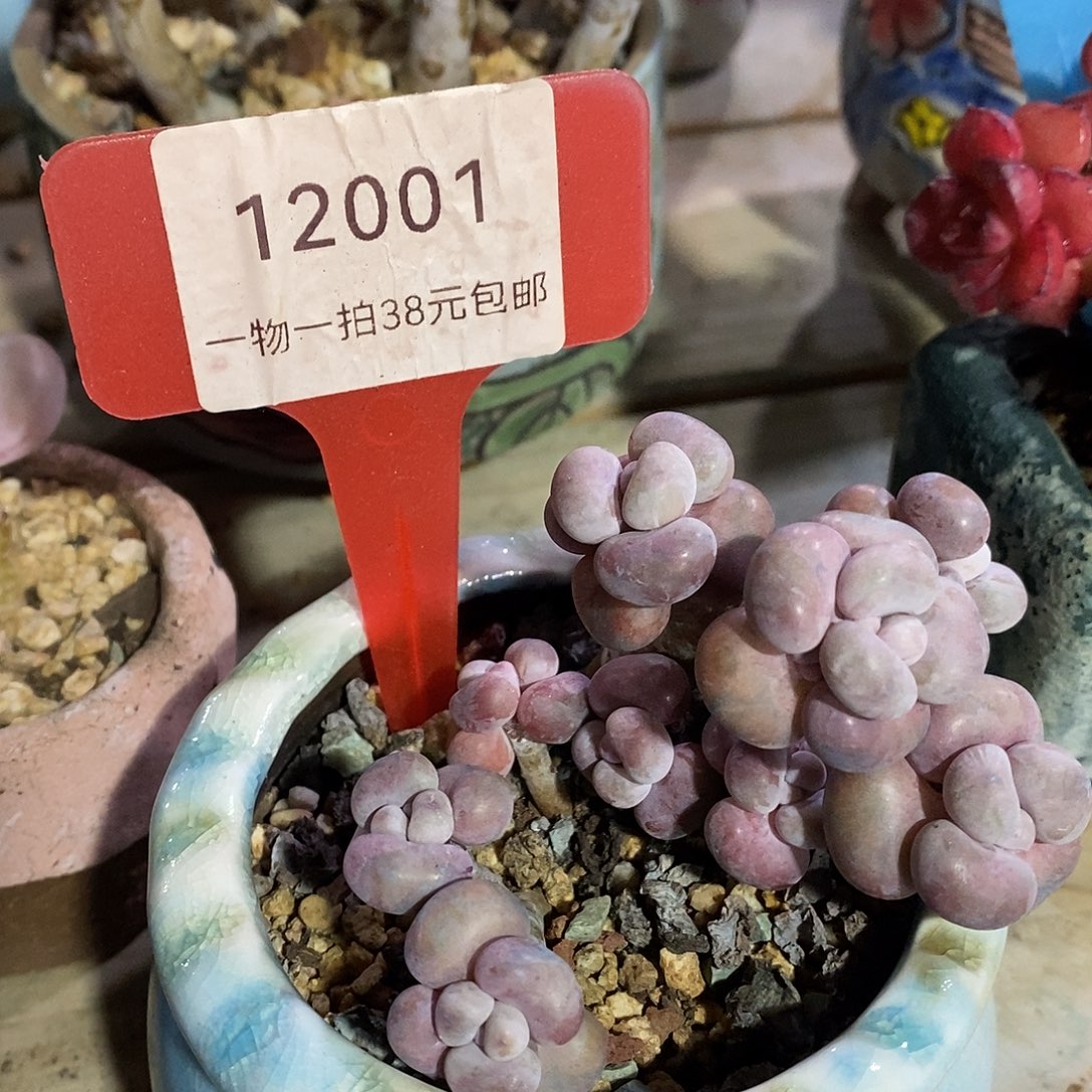 12001号咯图咯均嗯哦