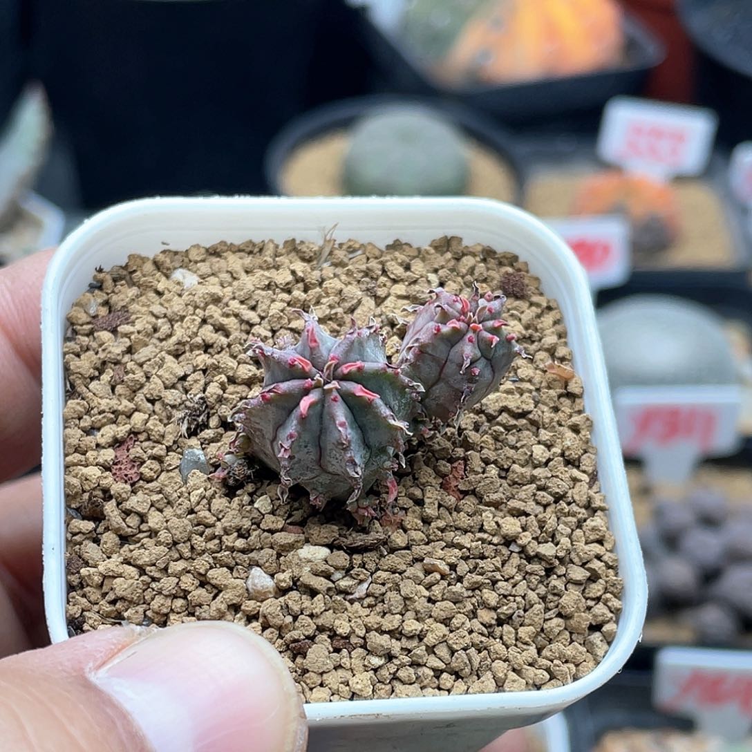 ?****༺粉丝专拍仙人球多肉