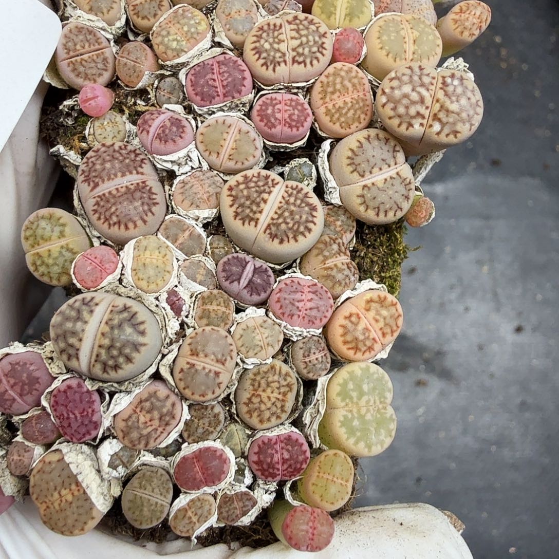 好看我真的喜欢啊哈哈太美042