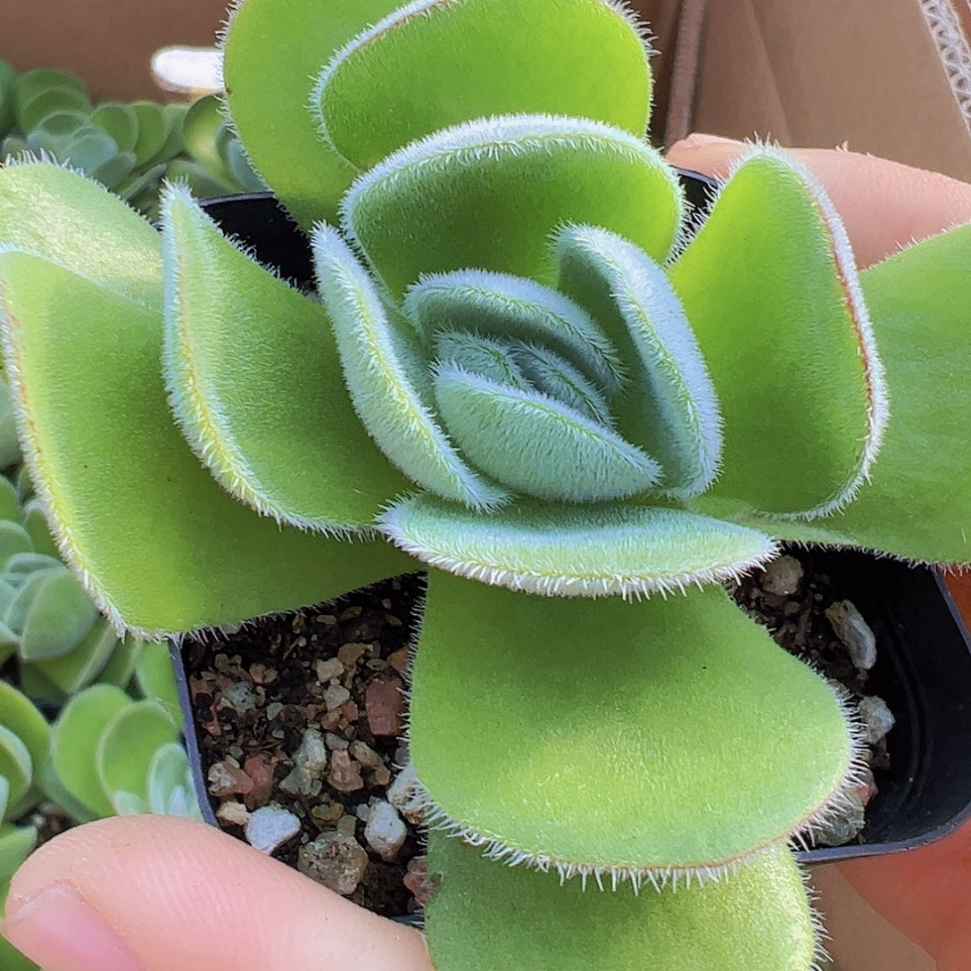 月晕19包邮多肉植物