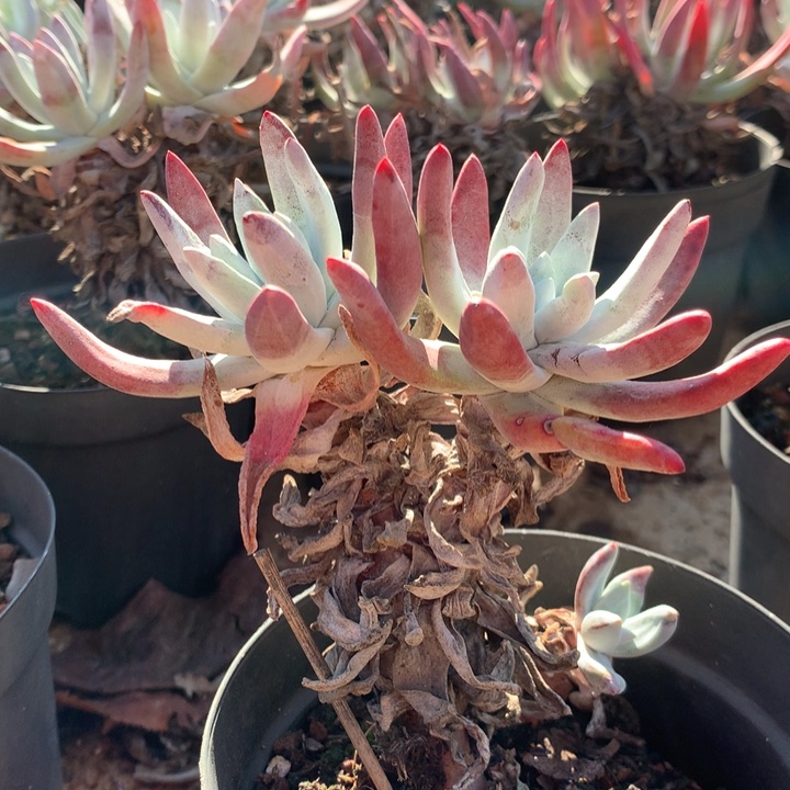 初霜多肉，拍到凑单