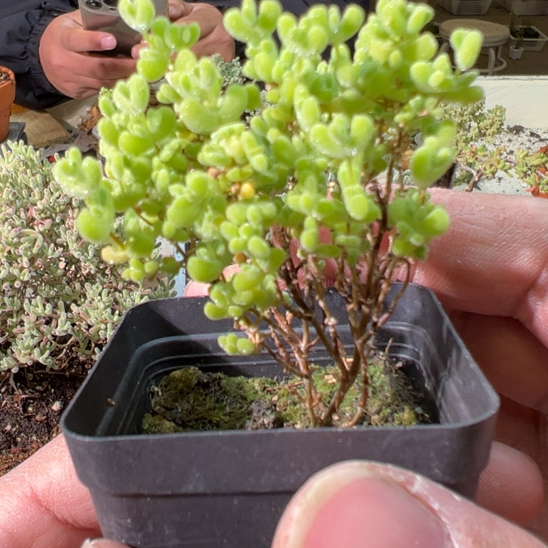 黄金莱斯55杯老桩福利