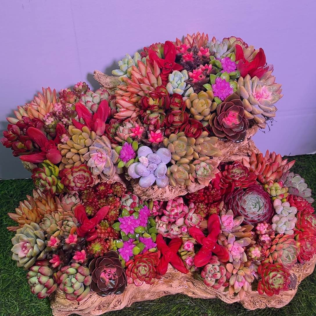 成品懒人盆景一体发货