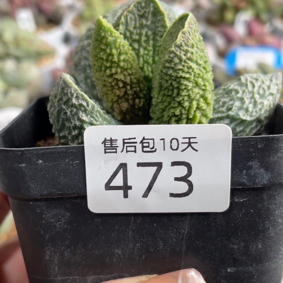 芙****物473。             