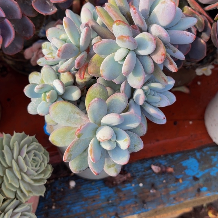 优***装老桩精品肉肉雪美人